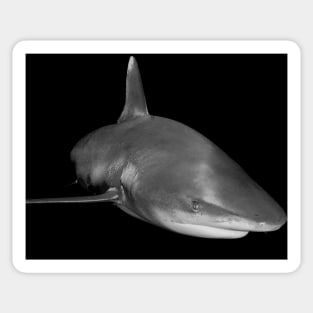 The Sly Grin of An Oceanic White Tip Shark Sticker